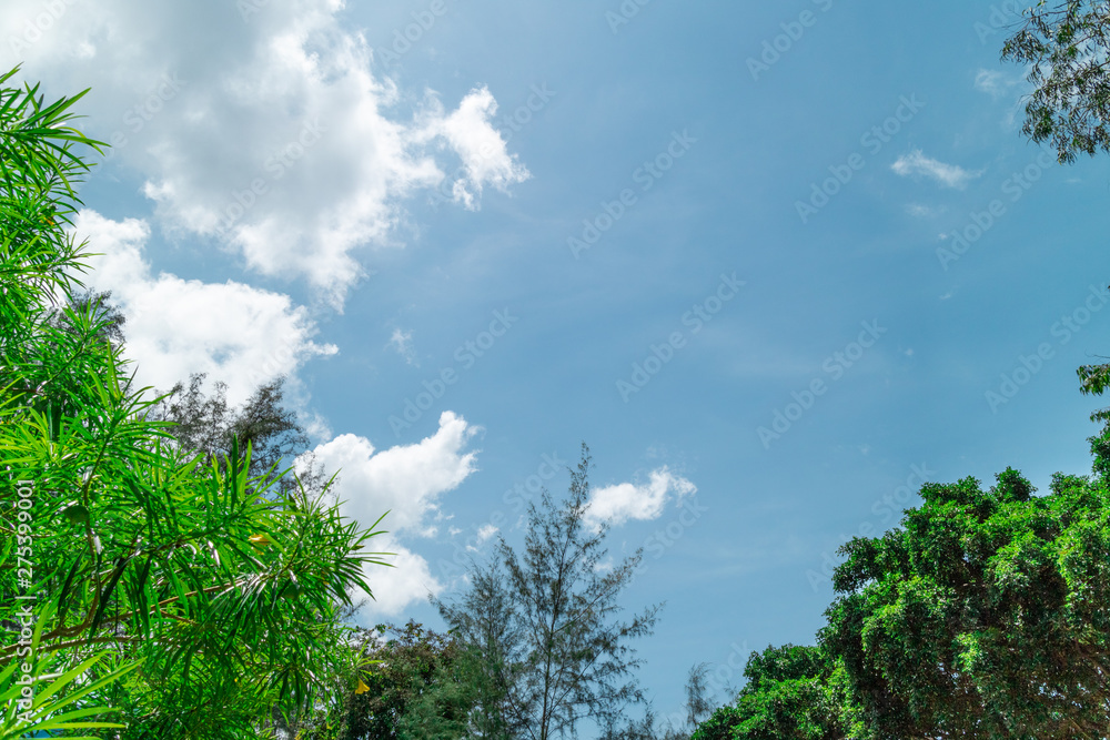 Obraz premium Green foliage background cloudy sky