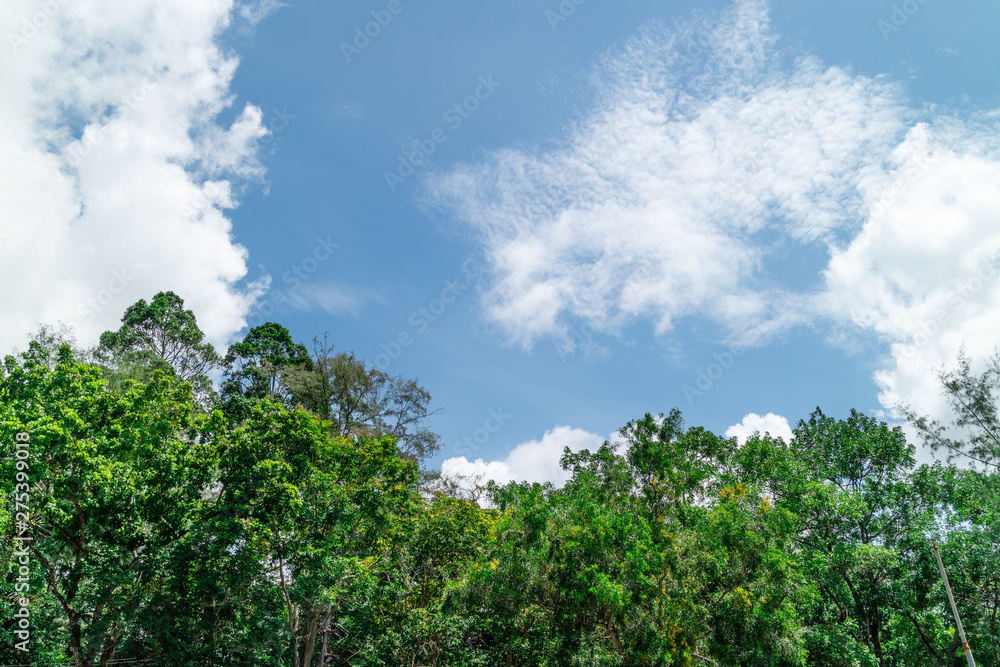 Green foliage background cloudy sky Green foliage background cloudy sky