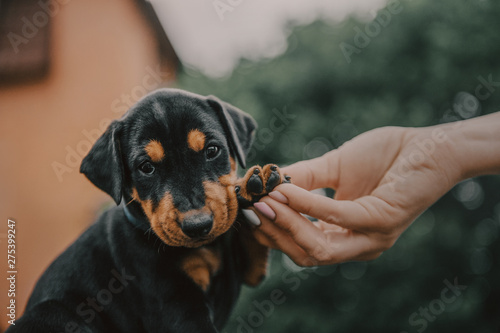Little puppy portrait with people hand