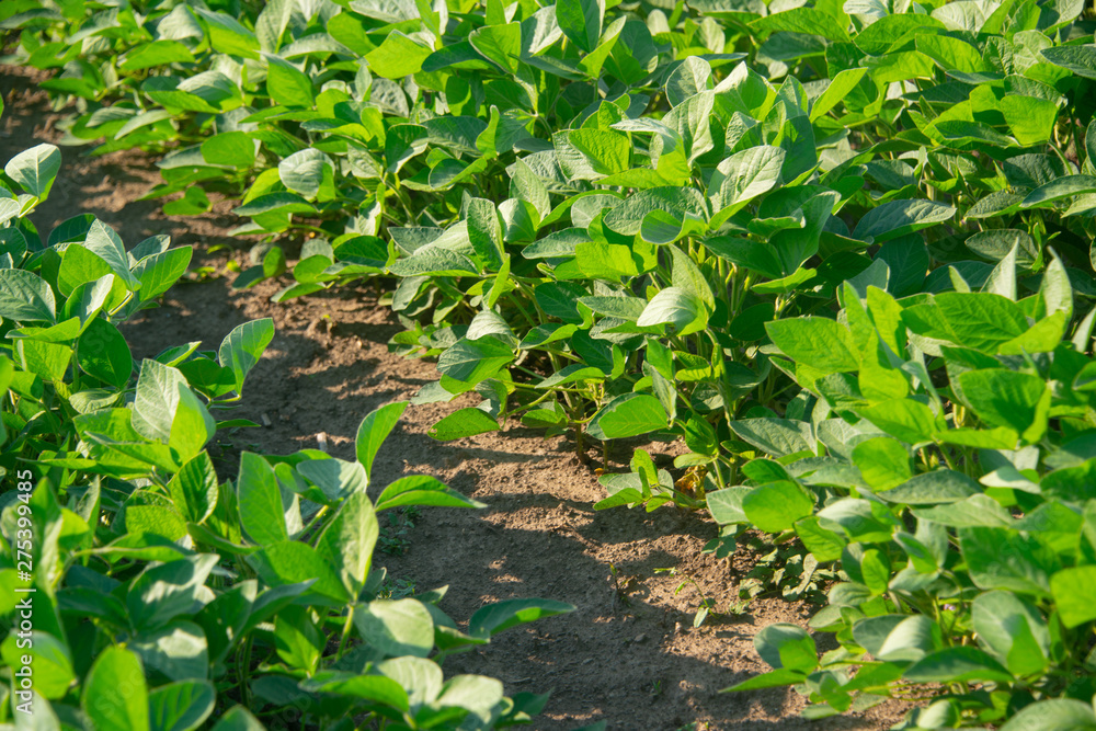 Soybeans on a sunny day Soybeans on a sunny day