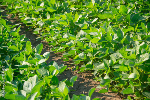 Soybeans on a sunny day © mr2853