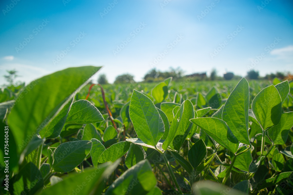Fototapeta premium Soybeans on a sunny day