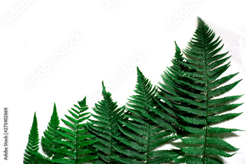 Frame of fern and with place for text