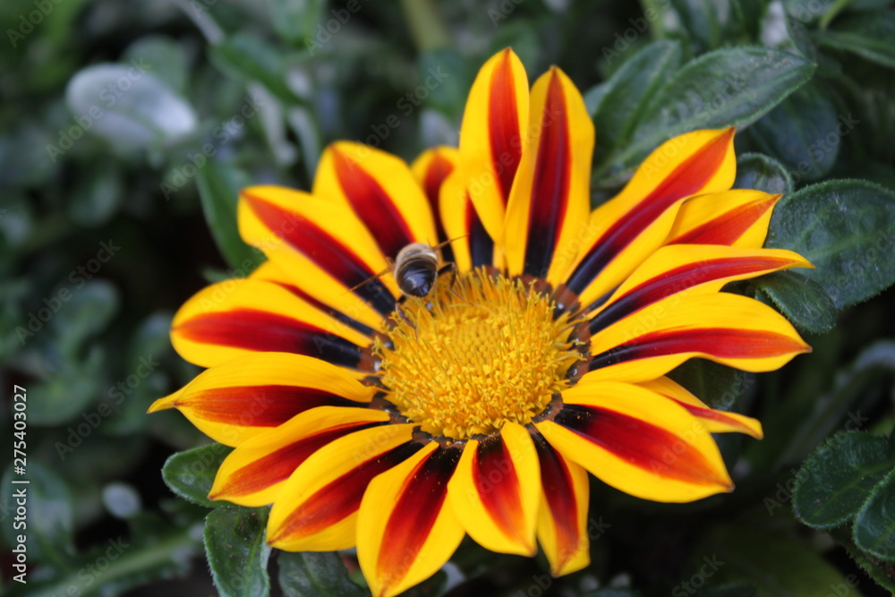 Obraz premium Mittagsgold