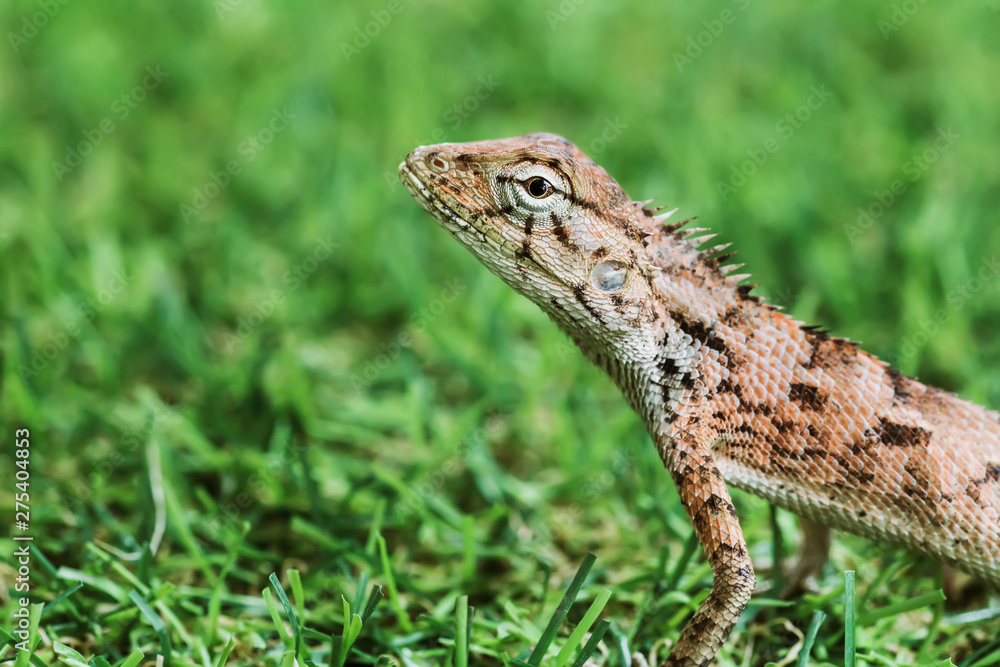 Closeup macro photo of lizards on the grass, selective focus Closeup macro photo of lizards on the grass, selective focus