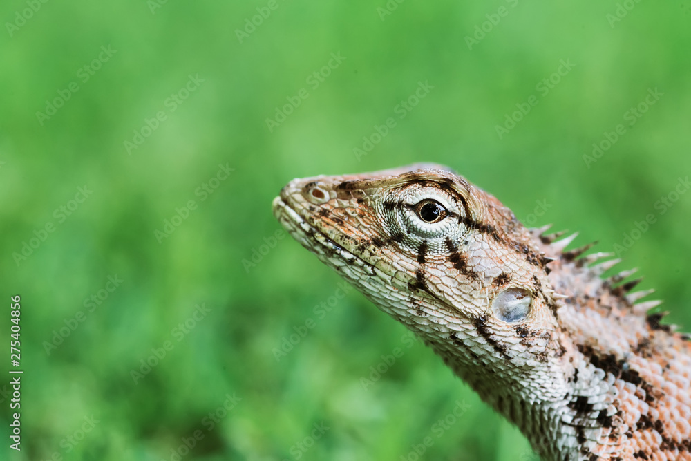 Closeup macro photo of lizards on the grass, selective focus Closeup macro photo of lizards on the grass, selective focus