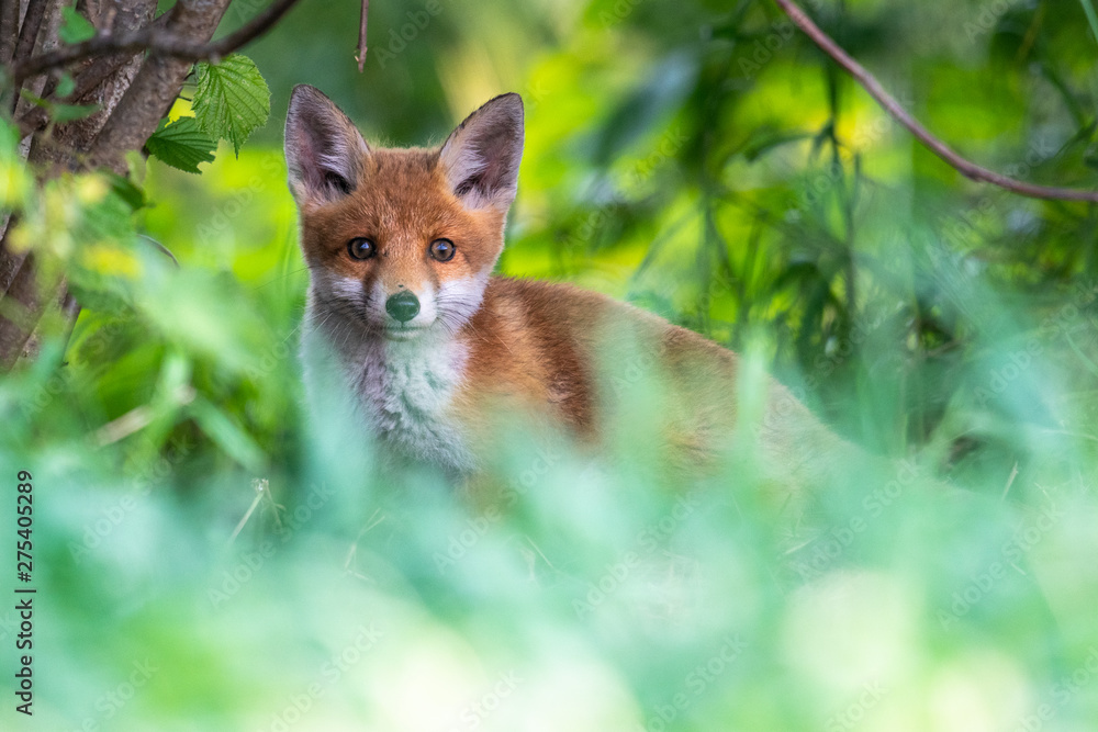 Obraz premium Jungfüchse vor dem Bau im Morgenlicht