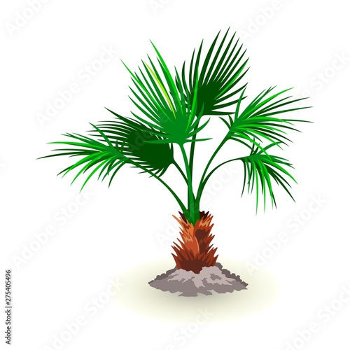 Isolated vector image shows dwarf palmetto tree with huge lush green leaves on white background