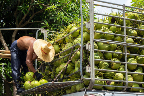 coconut fruit man harvest agriculture for privatize food