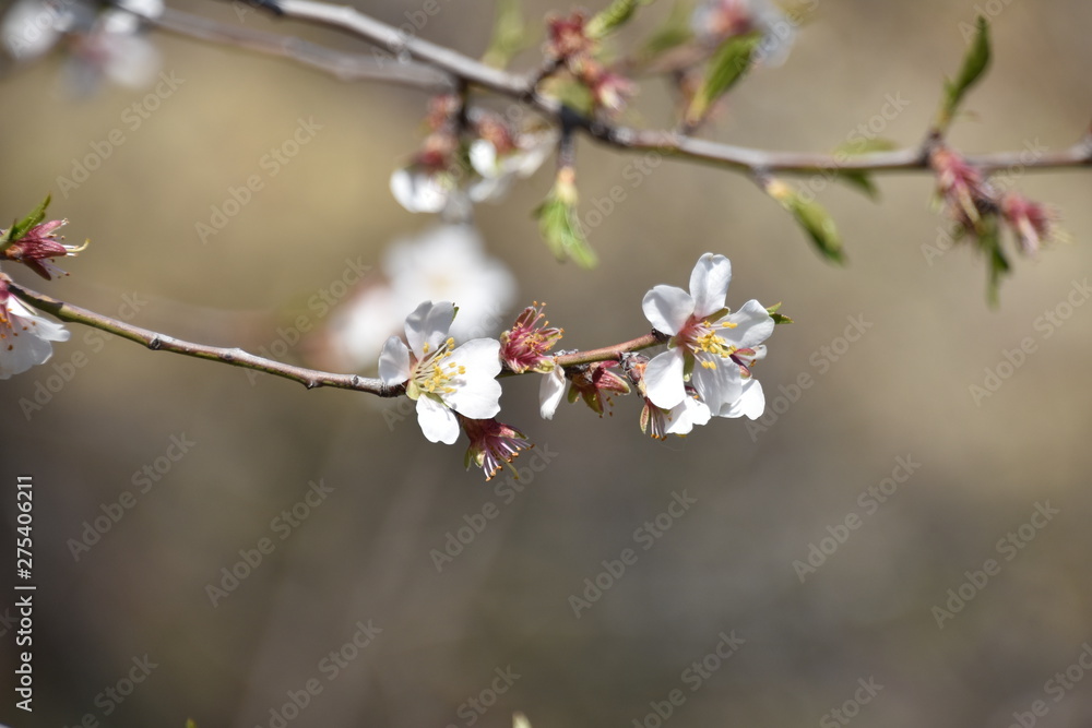 Spring Cherry Blossoms 3, Udabno, Georgia