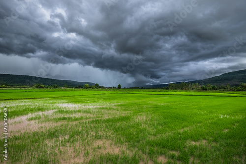 Rain Clouds Over Rice Field © patpitchaya