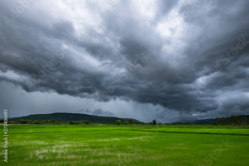 Rain Clouds Over Rice Field