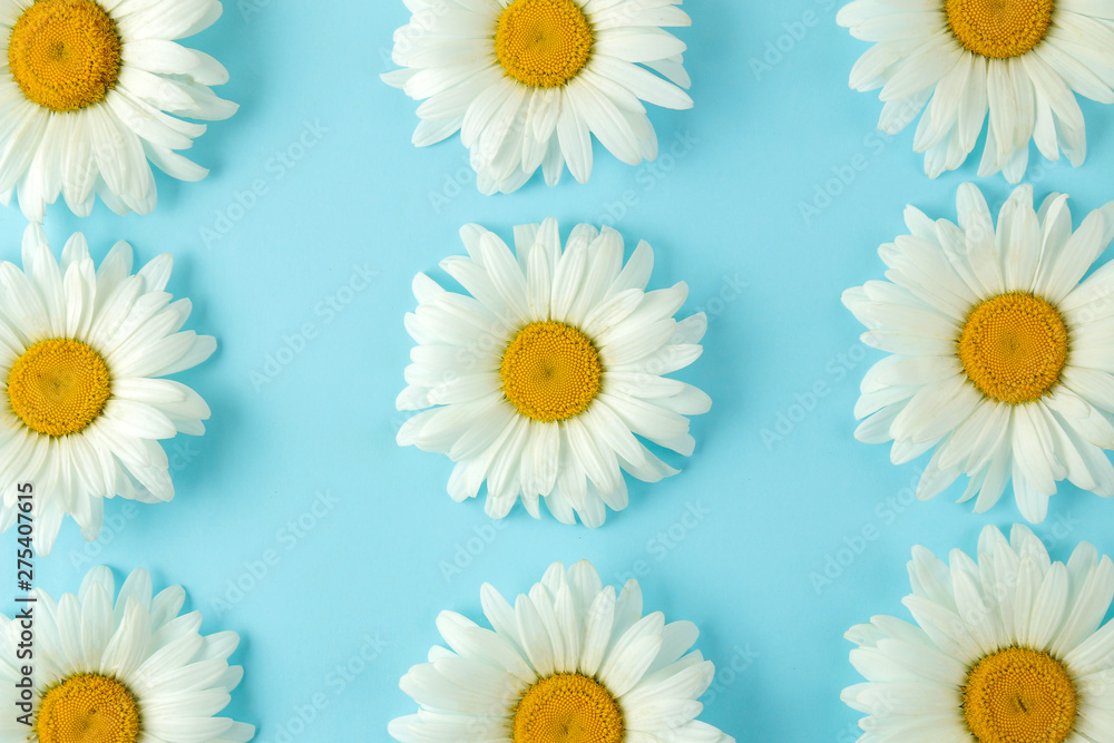 Large white daisy flowers on a gentle light blue background. background of flowers. top view.