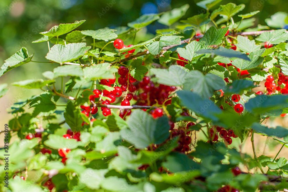 rote johannisbeere im Sommer am Strauch rote johannisbeere im Sommer am Strauch