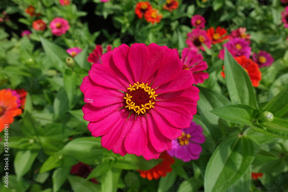 Deep pink flower head of zinnia in July Deep pink flower head of zinnia in July