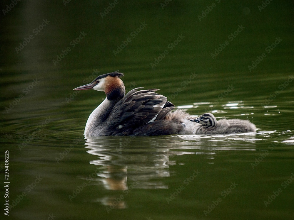 duck in water duck in water