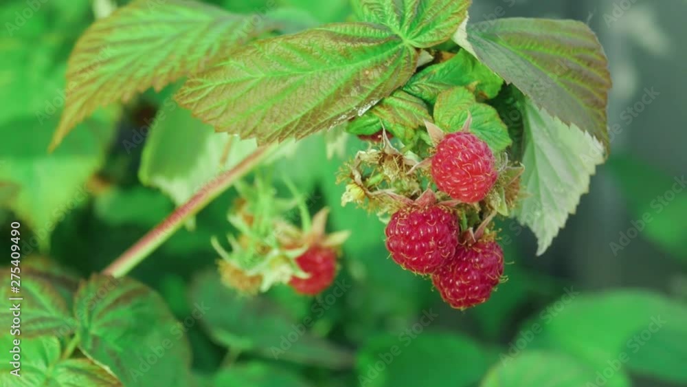 close-up of raspberry berries on a branch in the garden