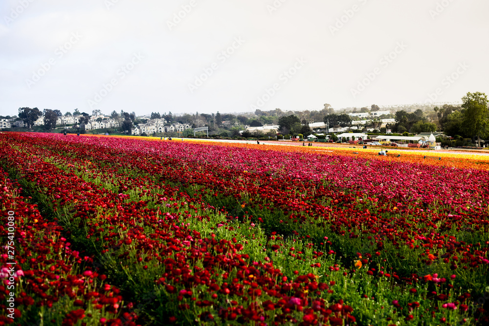 Ranunculus and peonies flower fields in Carlsbad California Ranunculus and peonies flower fields in Carlsbad California