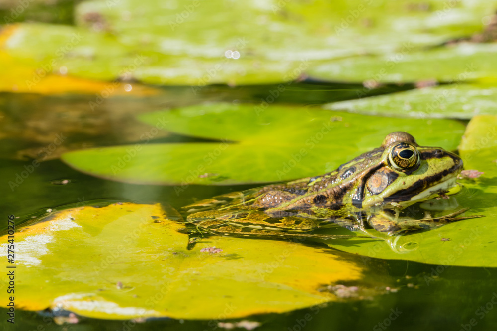 Frog sitting in Pond under Water Frosch sitzt unter Wasser Frog sitting in Pond under Water Frosch sitzt unter Wasser