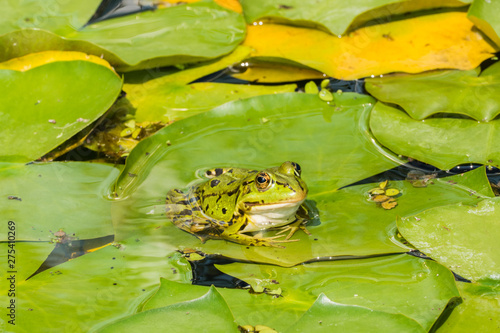 Frog on Lotus Frosch 