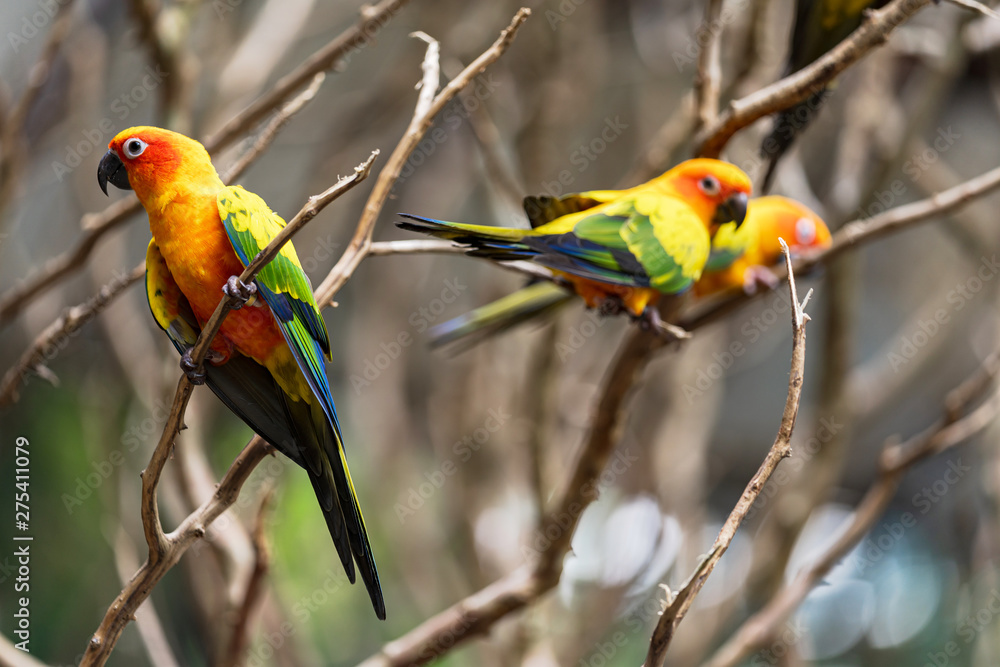 Beautiful colorful sun conure parrot birds