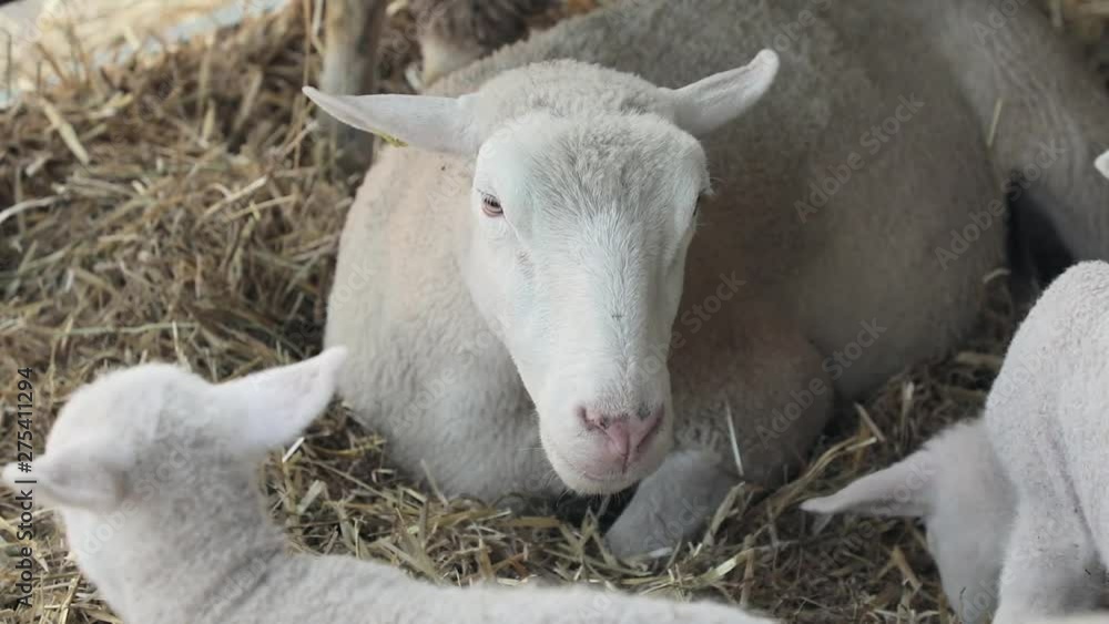 White Ewe Sheep in Pen at Farm White Ewe Sheep in Pen at Farm