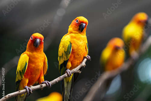 Beautiful colorful sun conure parrot birds