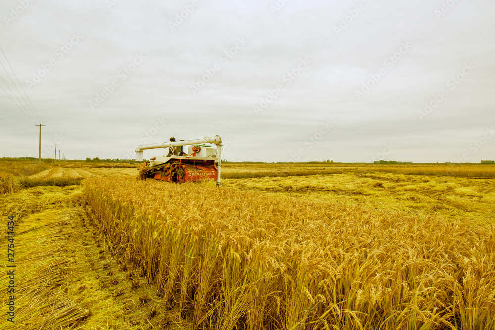 Luannan County, Hebei Province - October 20, 2016. In the cloudy background, harvesters harvested rice intensively. Luannan County, Hebei Province - October 20, 2016. In the cloudy background, harvesters harvested rice intensively.