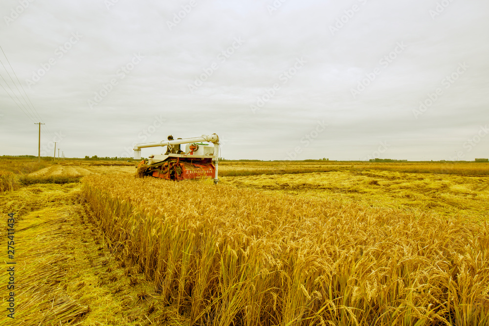 Luannan County, Hebei Province - October 20, 2016. In the cloudy background, harvesters harvested rice intensively.