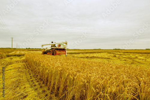 Luannan County  Hebei Province - October 20  2016. In the cloudy background  harvesters harvested rice intensively.