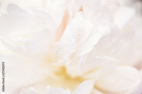 Close up of beautiful white peony flower. Natural background. - Image © ireneromanova