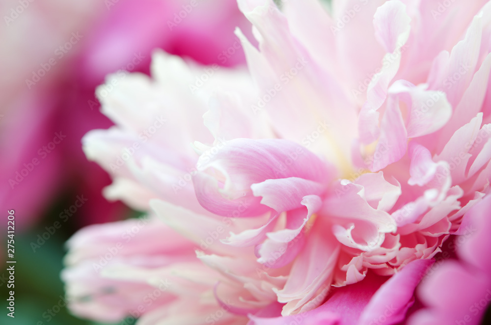 Close up of beautiful pink peony flower. Natural background. - Image
