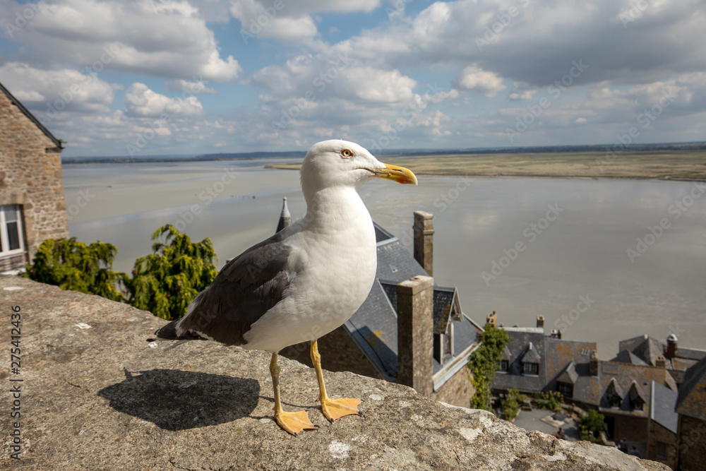 Obraz premium Seagull at Le Mont Saint-Michel, medieval fortified abbey and village on a tidal island in the Normandy, France, at low tide