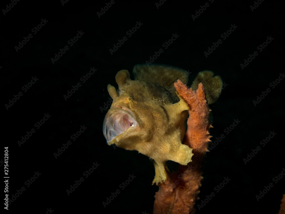 Obraz premium Frogfish - Antennarius commersonii