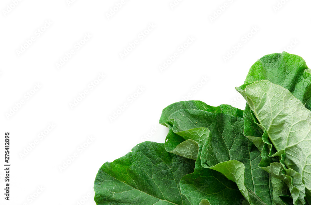 Burdock leaf (Arctium lappa) isolated on white. Medicinal plant burdock is used in herbal medicine and cosmetology. - Image Burdock leaf (Arctium lappa) isolated on white. Medicinal plant burdock is used in herbal medicine and cosmetology. - Image