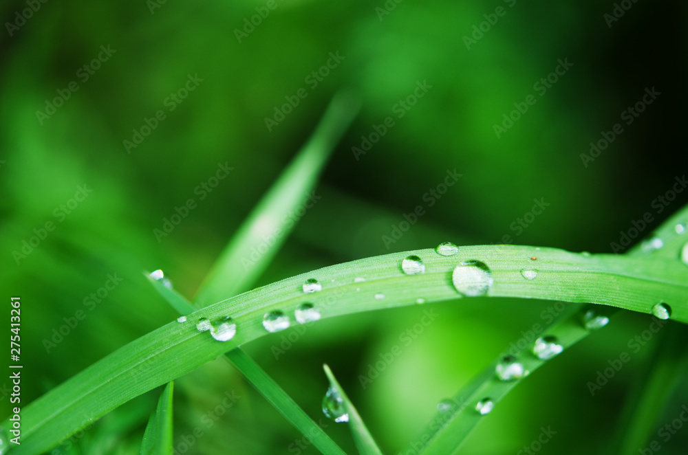 Water drops on the green grass. Macro photography. - Image Water drops on the green grass. Macro photography. - Image