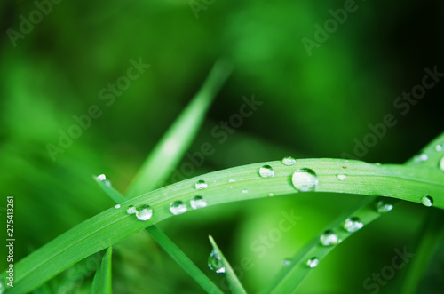Water drops on the green grass. Macro photography. - Image