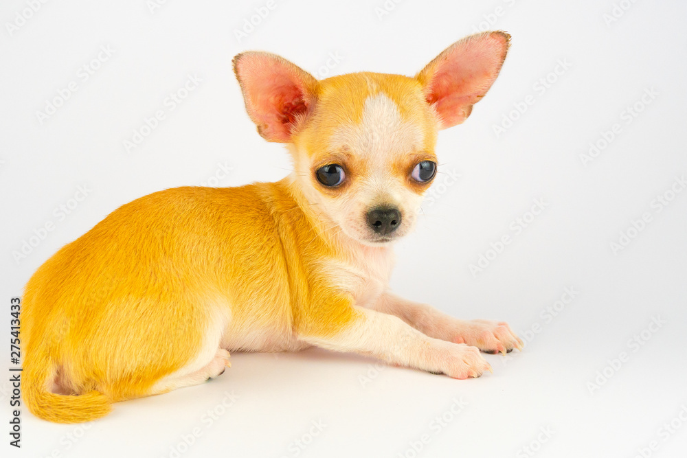 Chihuahua puppy little dog isolated on white background Chihuahua puppy little dog isolated on white background