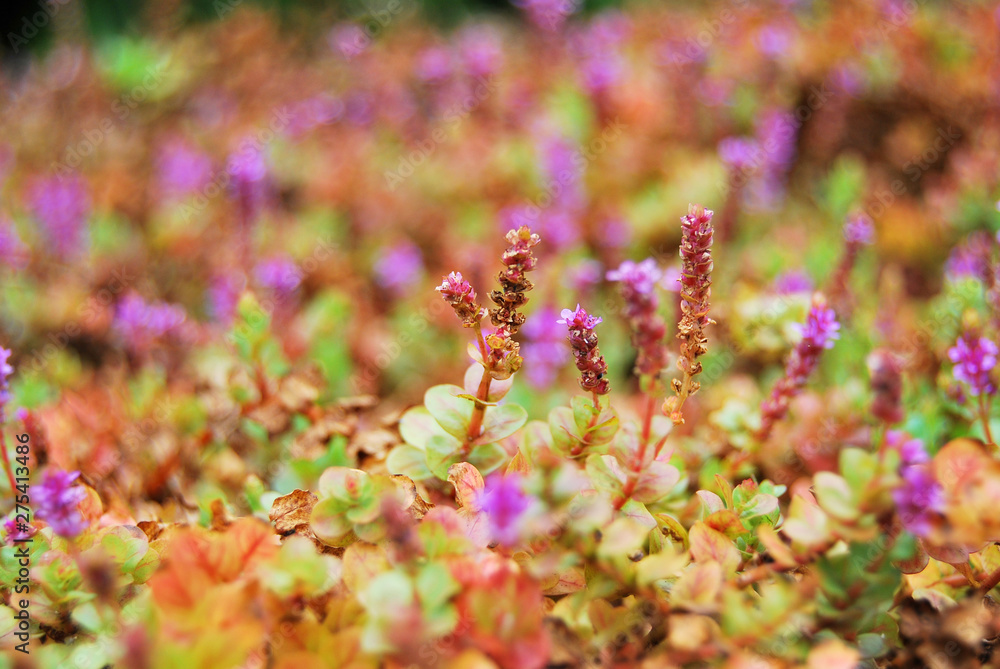 Abstract wild flower meadow in spring Abstract wild flower meadow in spring