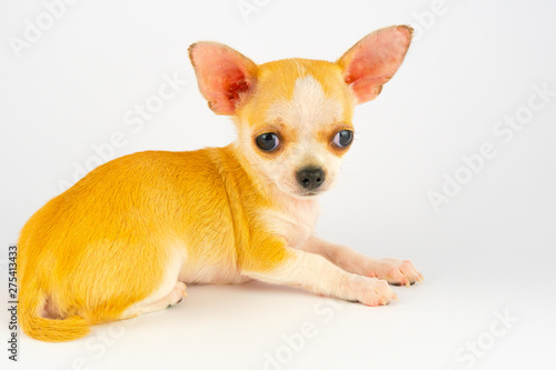 Chihuahua puppy little dog isolated on white background © Андрей Трубицын