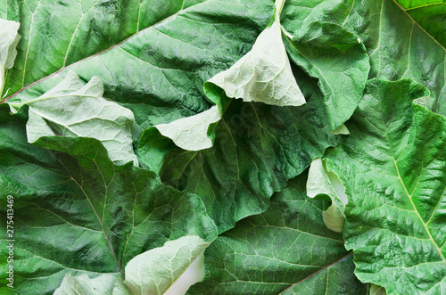 Burdock leaf  Arctium lappa . Medicinal plant burdock is used in herbal medicine and cosmetology. - Image