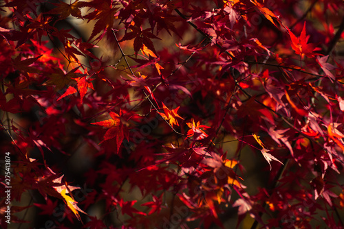 Maple leaves in Japan
