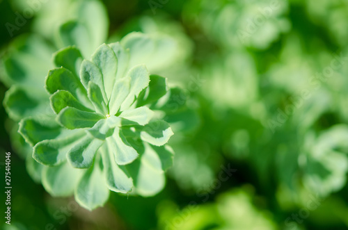 Rhodiola rosea plants outdoors green background. This flower has strong medical effect. - Image