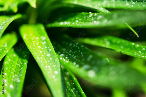 Water drops on the green leaves lily. Macro photography. - Image
