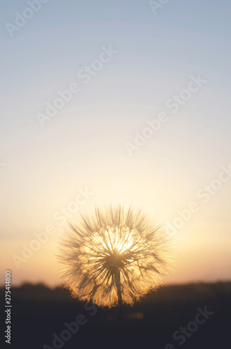 Blurred fuzzy dandelion on the background of  sun.