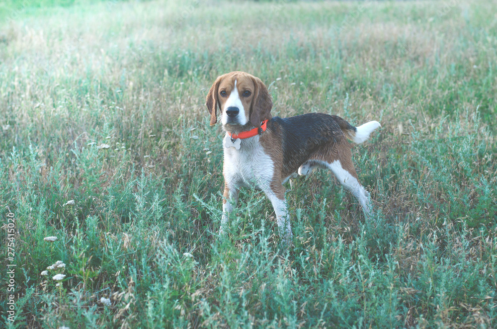 A beagle dog is standing with wet hair in the grass.