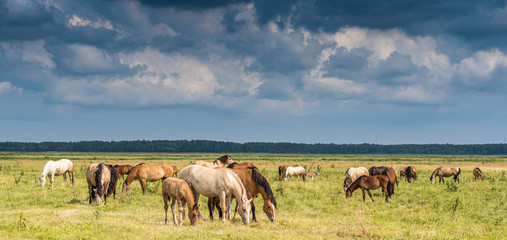Foto auf Leinwand Pferde Herde von Pferden, die auf dem Feld weiden lassen.  © shymar27