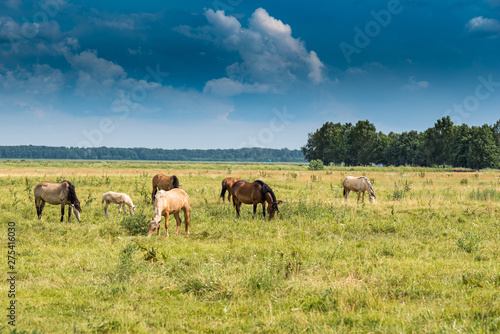 Fototapeta Naklejka Na Ścianę i Meble -  Herd of horses grazing on the field.