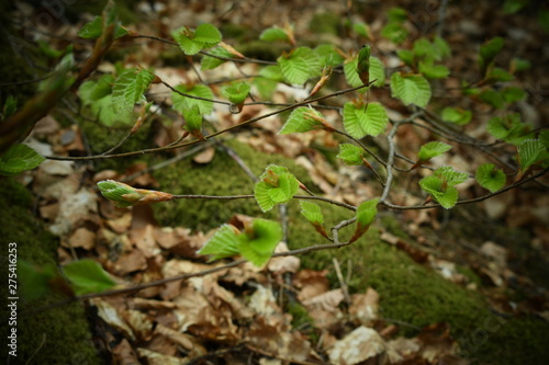 Vosges 