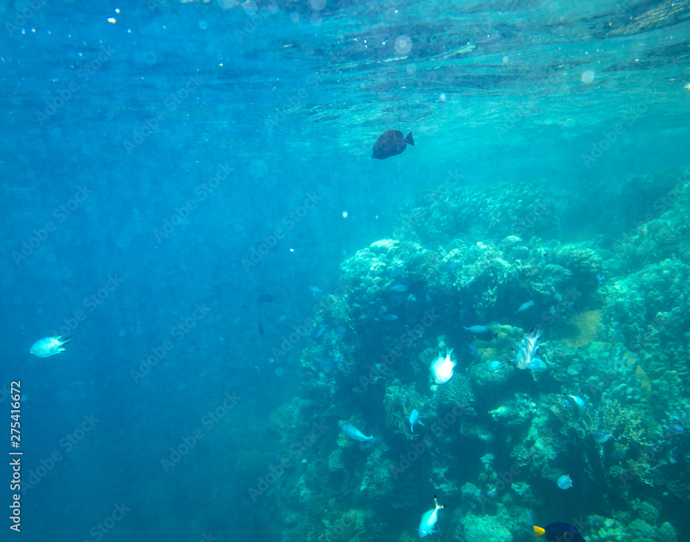 Fototapeta premium sea fish near coral, underwater